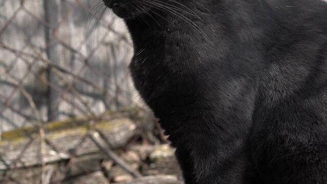 Un chat noir est assis dehors.