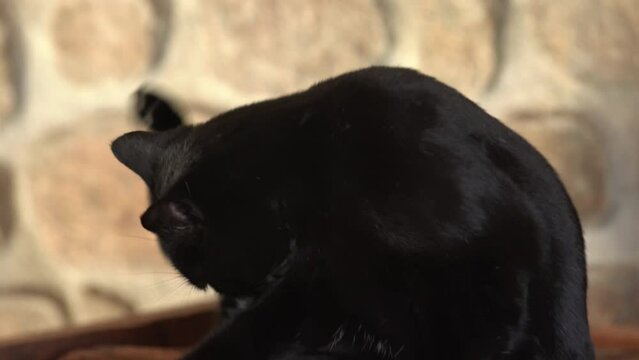 Un chat noir fait sa toilette &agrave; l'int&eacute;rieur.