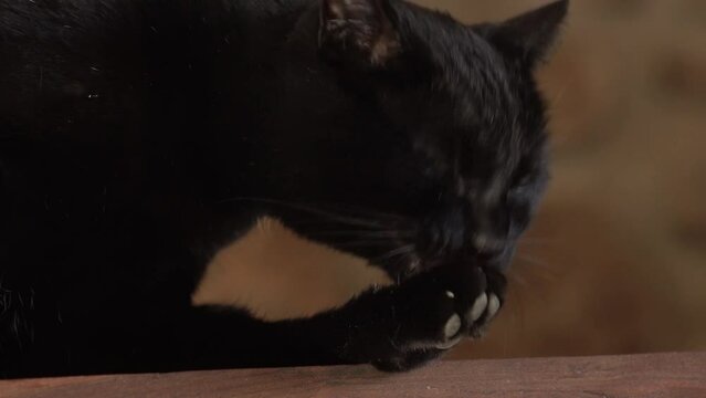 Un chat noir fait sa toilette.