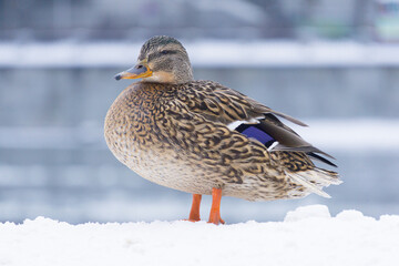 Duck in winter on a snowy pond or river in January. Wild waterfowl in nature