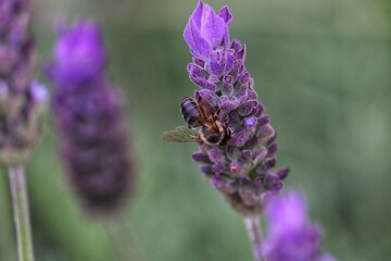 The beauty of the lavender flower.