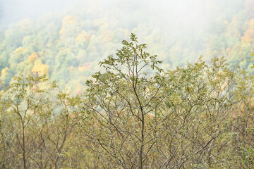 Mist above the Appalachian Trail, Shenandoah National Park, Virginia 