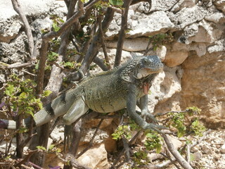 Lizard on the tree