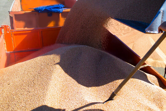 A large bucket fills the grain into the back of the truck. Loading the grain close-up.
