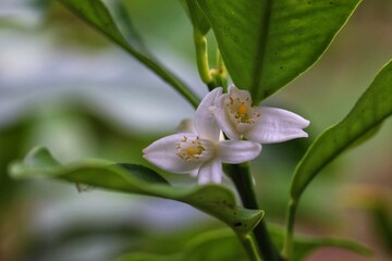 The beauty of the Kumquat flower.