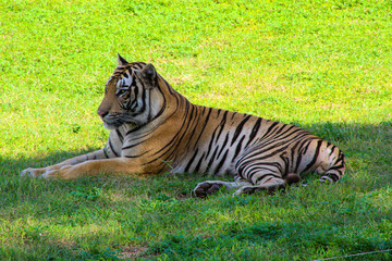 Resting tiger 1