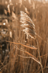 Dry reed outdoor in light pastel colors, reed layer, reed seeds. Beige reed grass, pampas grass. Abstract natural background. Beautiful pattern with neutral colors. Minimal, stylish, trend