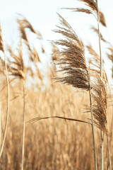 Dry reed outdoor in light pastel colors, reed layer, reed seeds. Beige reed grass, pampas grass....