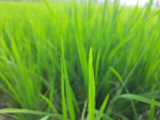 green grass background