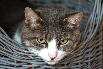 Chat dans panier