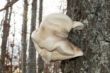 Old Birch polypore, Fomitopsis betulina mushroom on a tree, in the forest in Croatia