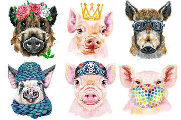Set of pig portraits. Animal watercolor illustration on white background