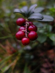 lingonberries Vaccinium vitis-idaea