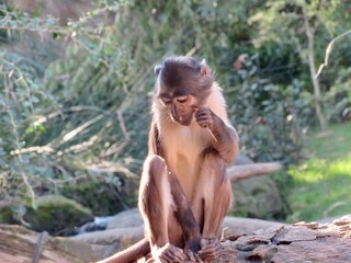 La scimmia pensante