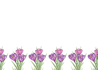 Floral seamless border with purple crocuses in green grass on a white background. Free space for text. Watercolor hand drawn illustration. For the design of postcards, invitations, packaging.
