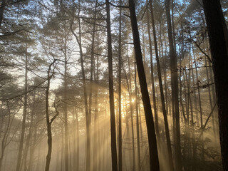Forest trees with sunshine and fog