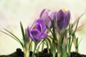 flowers of Crocus tommasinianus isolate against a diffused background