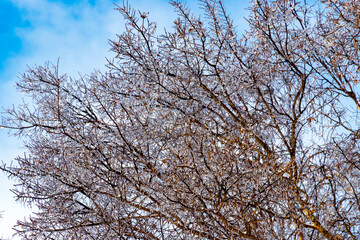 tree branches against blue sky after a freezing rain