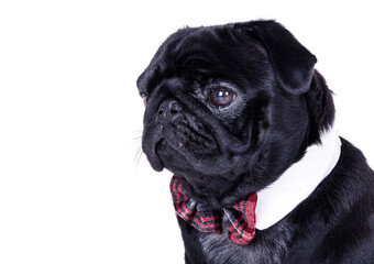 A pug in the studio
