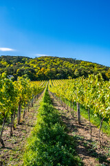 Fototapeta premium colorful autumn vineyards rows