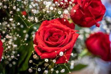 Sparkling Red Roses on Valentines Day Closeup