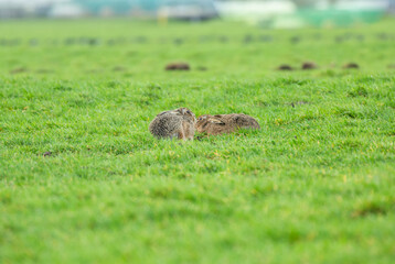 Two hares, Lepus europaeus, hidden in the grass during the rattling time, keeping a clear watchful...