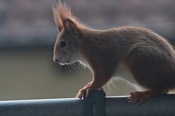 Eichhörnchen sucht nach Nüssen auf einem Balkon