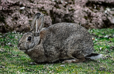 Wild rabbit on the lawn. Latin name - Oryctolagus cuniculus