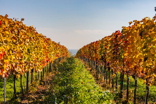 colorful autumn vineyards rows