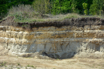 Swallow nests and swallows flying