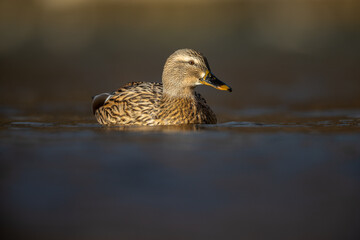 Weibliche Stockente (Anas platyrhynchos) auf See im dramatischen Licht