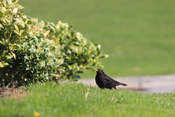 blackbird on the grass