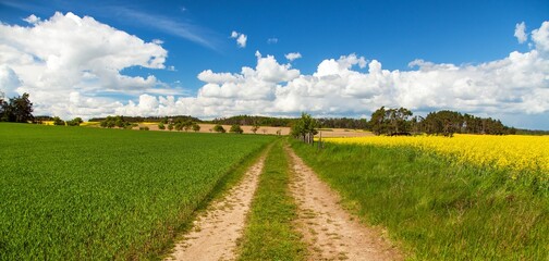 Rural road rapeseed field cornfield landscape