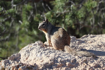 squirrel on the rock