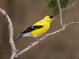 Obraz premium American Goldfinch 