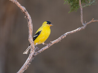 American Goldfinch
