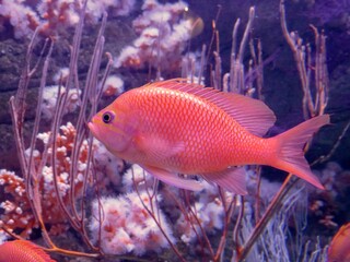 red fish