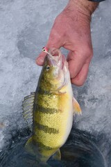 A perch caught on a tungsten jig and minnow 