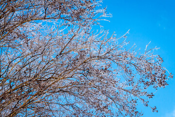 Winter storm effect on frozen branches