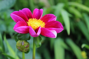 Obraz premium Flowers