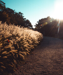 sunset in the field