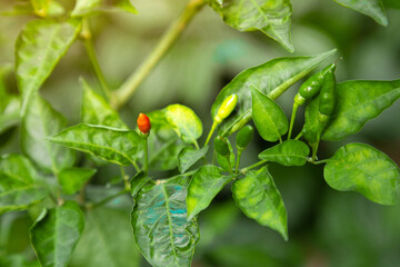 Capsicum annuum (Thai pepper) The ingredients used in various types of Thai food. Have a spicy taste. The result is green. Ripe fruits are red. Chili Garden in Thailand with Afternoon Light.