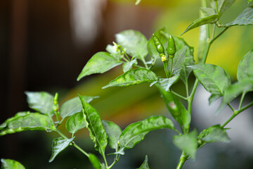 Capsicum annuum (Thai pepper) The ingredients used in various types of Thai food. Have a spicy taste. The result is green. Ripe fruits are red. Chili Garden in Thailand with Afternoon Light.