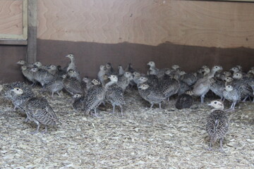 Chicks Raised to be Shot