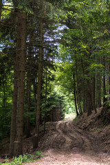 Gewundener Forstweg im Wald