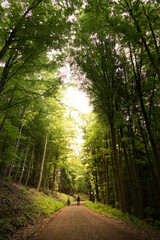 Zwei Wanderer auf einem Waldweg