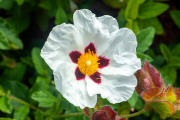 Obraz premium Cistus Ladanifer a summer flowering shrub plant with a white and red summertime flower commonly known as Common Gum Cistus, stock photo image