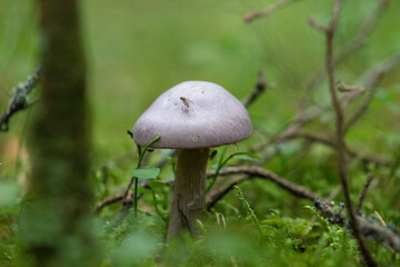 Mushrooms in the woods