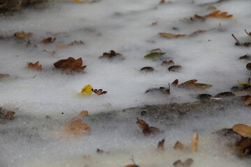 Schnee mit Blätter 
