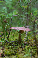 Mushrooms in the woods